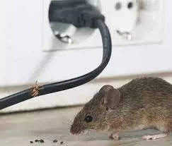 Usluge-deratizacije-na-celoj-teritoriji-Niša-i-Srbije