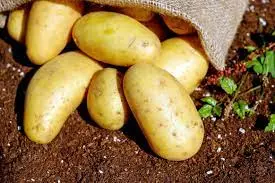 Proizvodnja i veleprodaja semenskog krompira i žitarica Žabljak (1).jpg