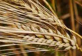Proizvodnja i veleprodaja semenskog krompira i žitarica Žabljak (5).jpg