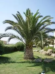 Sadnice palmii maslina Ulcinj (1).jpg